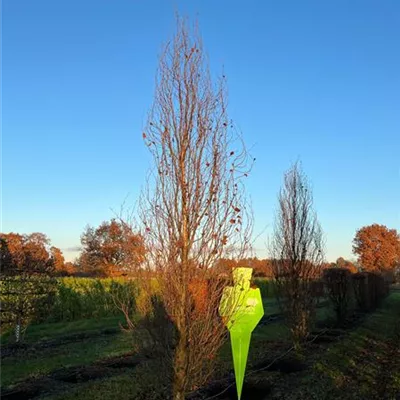 Sol 6xv mDb 100-150 x 400- 500 - Säulen-Blutbuche 'Dawyck Purple' - Fagus sylvatica 'Dawyck Purple' - Collection