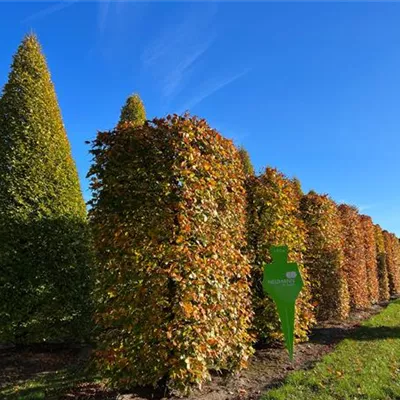 Heckenelement 5xv mDb 80 x 120 x 300- 325 - Blutbuche-Sämling - Fagus sylvatica purpurea - Collection