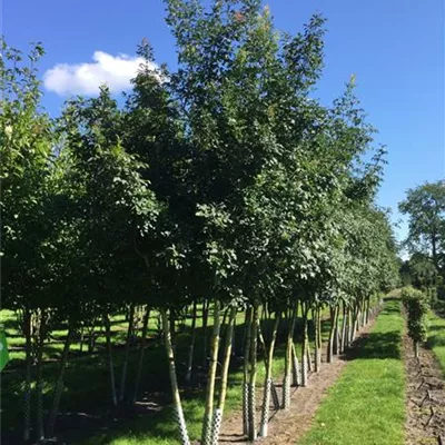 Sol Baum mehrst 5xv mDb 200-300 x 400- 450 - Blumenesche - Fraxinus ornus - Collection