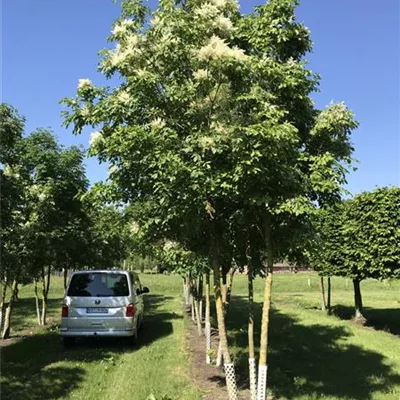 Sol 5xv mDb 200-300 x 500- 600 - Blumenesche - Fraxinus ornus - Collection