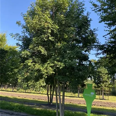 Sol Baum mehrst 5xv mDb 200-300 x 500- 600 - Blumenesche - Fraxinus ornus - Collection