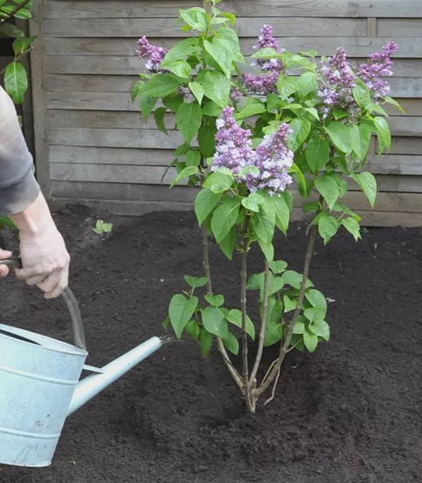 Flieder - Einpflanzen im Garten