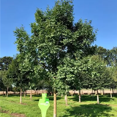 Sol Baum 6xv mDb 200-300 x 500-700 40- 45 - Blumenesche 'Obelisk' - Fraxinus ornus 'Obelisk' - Collection