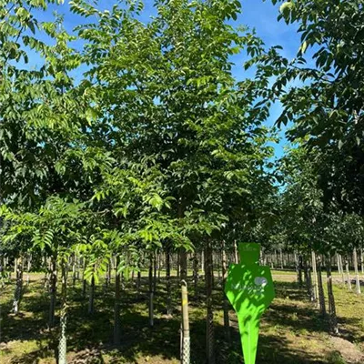 H 3xv mDb 18- 20 - Rotesche 'Zundert' - Fraxinus pennsylvanica 'Zundert' - Collection