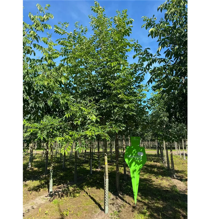 Rotesche 'Zundert' - Fraxinus pennsylvanica 'Zundert' - Collection