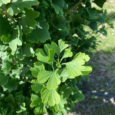 Sol 5xv mDb 400- 450 - Säulen-Fächerblattbaum - Ginkgo biloba 'Fastigiata Blagon' -R- - Collection