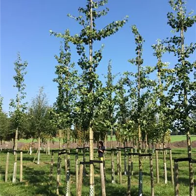 H 4xv mDb 20- 25 - Säulen-Fächerblattbaum 'Tremonia' - Ginkgo biloba 'Tremonia' - Collection