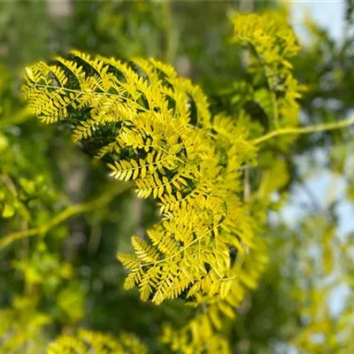 Sol 3xv mDb 250- 300 - Lederhülsenbaum 'Skyline' - Gleditsia triacanthos 'Skyline' - Collection