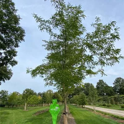 Sol Baum mehrst 6xv mDb 200-300 x 700- 800 - Lederhülsenbaum 'Skyline' - Gleditsia triacanthos 'Skyline' - Collection