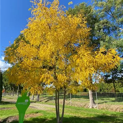 Sol Baum mehrst 7xv mDb 300-400 x 500- 600 - Lederhülsenbaum 'Skyline' - Gleditsia triacanthos 'Skyline' - Collection