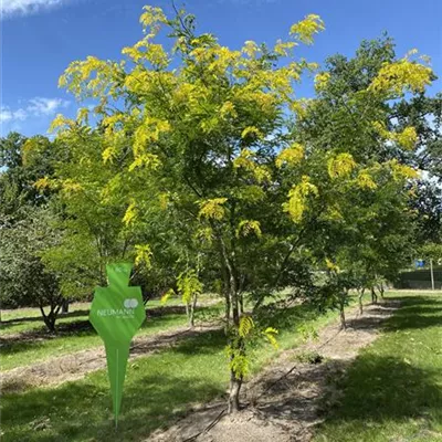 Sol 5xv mDb 200-300 x 350- 400 - Lederhülsenbaum 'Sunburst' - Gleditsia triacanthos 'Sunburst' - Collection