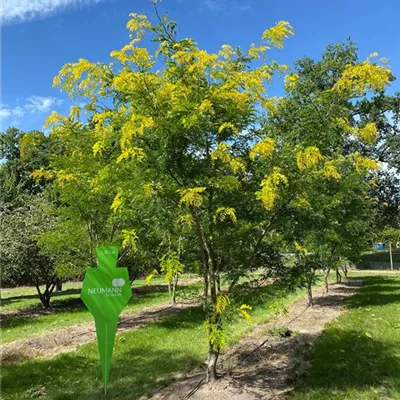 Sol 5xv mDb 300-400 x 400- 500 - Lederhülsenbaum 'Sunburst' - Gleditsia triacanthos 'Sunburst' - Collection