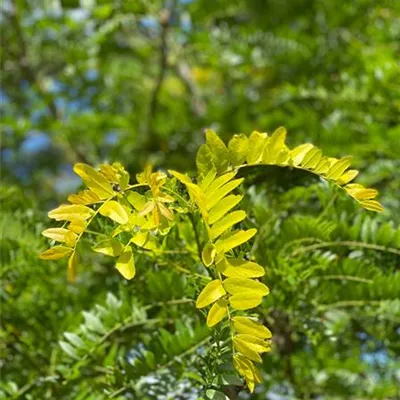 Sol 5xv mDb 300-400 x 400- 500 - Lederhülsenbaum 'Sunburst' - Gleditsia triacanthos 'Sunburst' - Collection