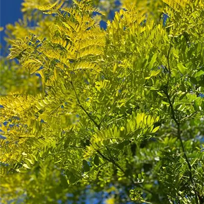 H 3xv mDb 16- 18 - Lederhülsenbaum 'Sunburst' - Gleditsia triacanthos 'Sunburst' - Collection