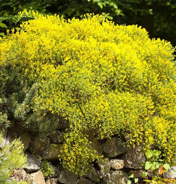 Sandginster - Genista pilosa 'Vancouver Gold'