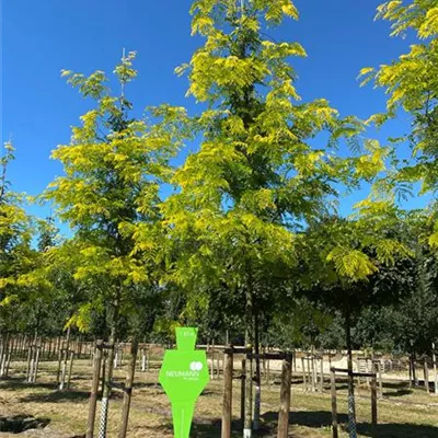 Sol Baum 4xv mDb 150-200 x 400-500 20- 25 - Lederhülsenbaum 'Sunburst' - Gleditsia triacanthos 'Sunburst' - Collection