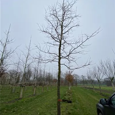 Sol Baum 5xv mDb 200-300 x 500-700 35- 40 - Lederhülsenbaum 'Sunburst' - Gleditsia triacanthos 'Sunburst' - Collection