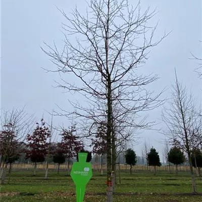 Sol Baum 5xv mDb 200-300 x 500-700 35- 40 - Lederhülsenbaum 'Sunburst' - Gleditsia triacanthos 'Sunburst' - Collection