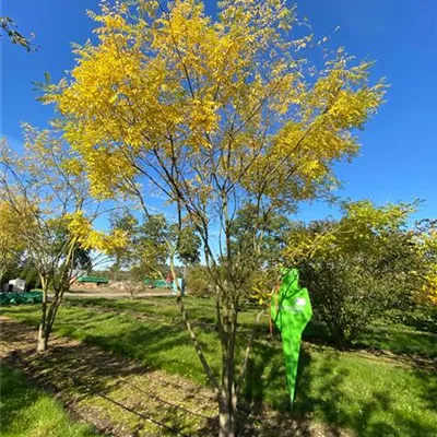 Schirm 6xv mDb 200-300 x 350- 400 - Lederhülsenbaum 'Sunburst' - Gleditsia triacanthos 'Sunburst' - Collection