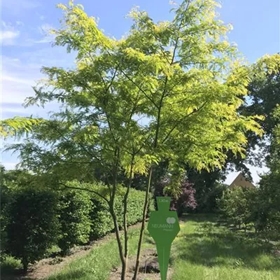 Schirm 7xv mDb 300-400 x 500- 600 - Lederhülsenbaum 'Sunburst' - Gleditsia triacanthos 'Sunburst' - Collection