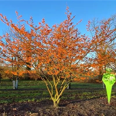 Schirm 7xv mDb 300-400 x 350- 400 - Zaubernuss 'Jelena' Premiumgehölz - Hamamelis interm.'Jelena' - Collection