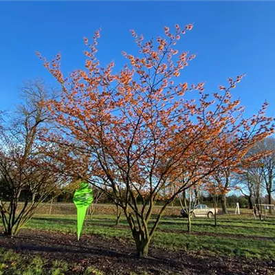 Schirm 7xv mDb 300-400 x 350- 400 - Zaubernuss 'Jelena' Premiumgehölz - Hamamelis interm.'Jelena' - Collection