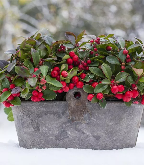 Gaultheria procumbens