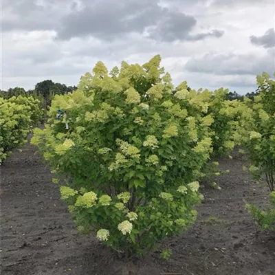 Sol 4xv mDb 175- 200 - Rispenhortensie 'Limelight' -S- Premiumgehölz - Hydrangea panic. 'Limelight' -S- - Collection