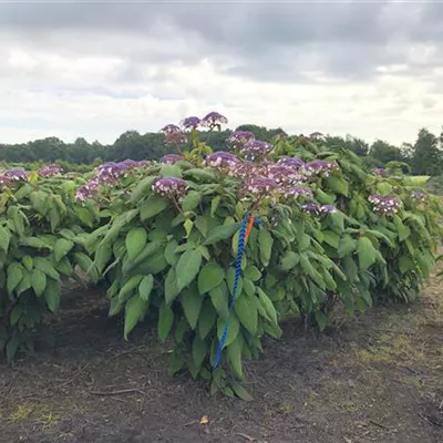 Sol 4xv mB 125- 150 - Samthortensie - Hydrangea sargentiana - Collection