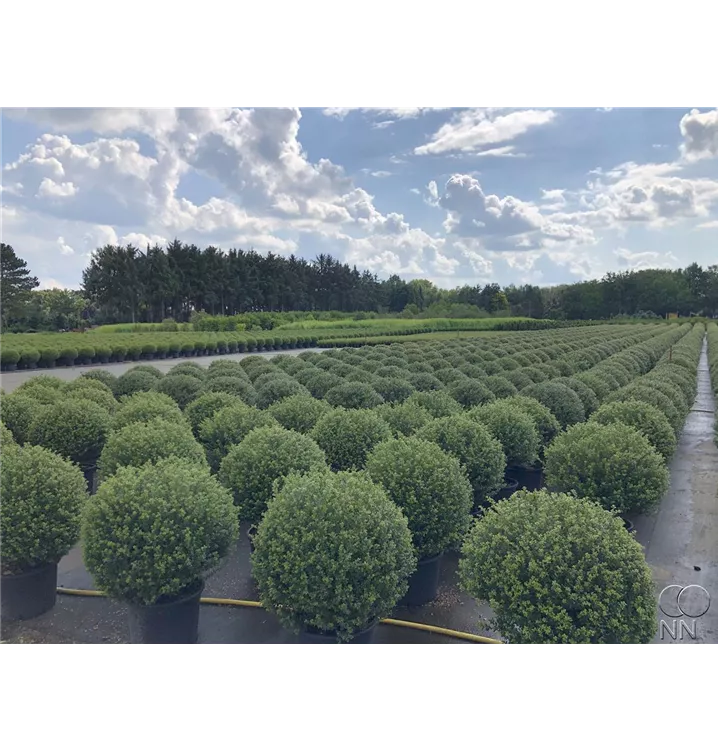 Berg-Ilex 'Glorie Gem' - Ilex crenata 'Glorie Gem' - Collection