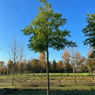 Sol Baum 5xv mDb 200-300 x 500-700 40- 45 - Echte Walnuss - Juglans regia - Collection