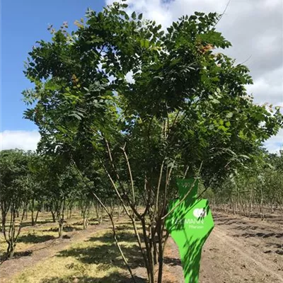 Schirm 5xv mDb 150-200 x 300- 350 - Blasenbaum - Koelreuteria paniculata - Collection