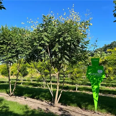 Schirm 6xv mDb 200-300 x 300- 350 - Blasenbaum - Koelreuteria paniculata - Collection