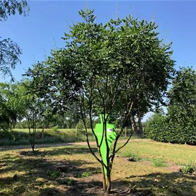 Schirm 6xv mDb 200-300 x 350- 400 - Blasenbaum - Koelreuteria paniculata - Collection