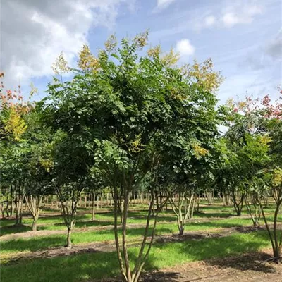 Schirm 7xv mDb 300-400 x 350- 400 - Blasenbaum - Koelreuteria paniculata - Collection