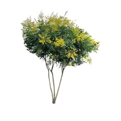 Schirm 7xv mDb 300-400 x 350- 400 - Blasenbaum - Koelreuteria paniculata - Collection