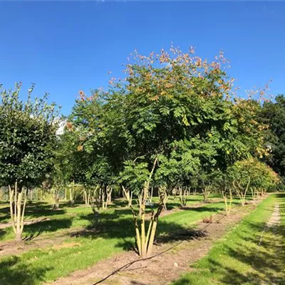 Schirm 7xv mDb 300-400 x 400- 450 - Blasenbaum - Koelreuteria paniculata - Collection