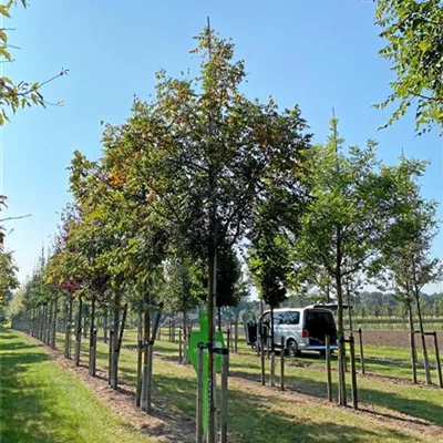 Sol Baum 5xv mDb 200-300 x 500-700 30- 35 - Blasenbaum - Koelreuteria paniculata - Collection