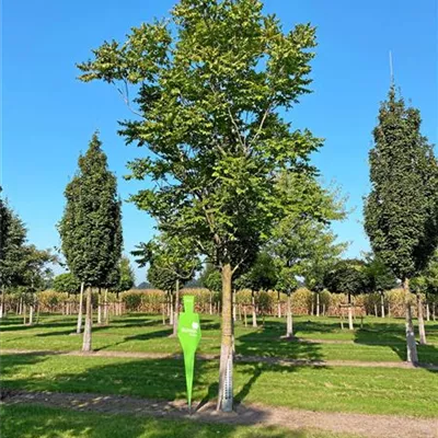 Sol Baum 6xv mDb 200-300 x 500-700 50- 60 - Blasenbaum - Koelreuteria paniculata - Collection