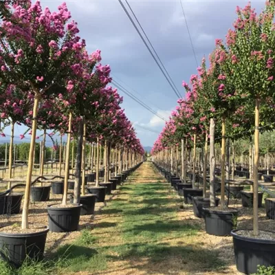 H 4xv mDb 20- 25 - Chinesische Kräuselmyrte - Lagerstroemia indica - Collection