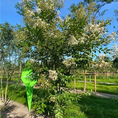 Sol 4xv mDb 350- 400 - Chinesische Kräuselmyrte - Lagerstroemia indica 'Natchez' - Collection