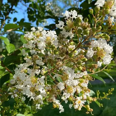 Schirm 4xv mDb 100-150 x 200- 250 - Chinesische Kräuselmyrte - Lagerstroemia indica 'Natchez' - Collection