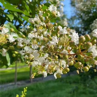 Schirm 4xv mDb 100-150 x 200- 250 - Chinesische Kräuselmyrte - Lagerstroemia indica 'Natchez' - Collection