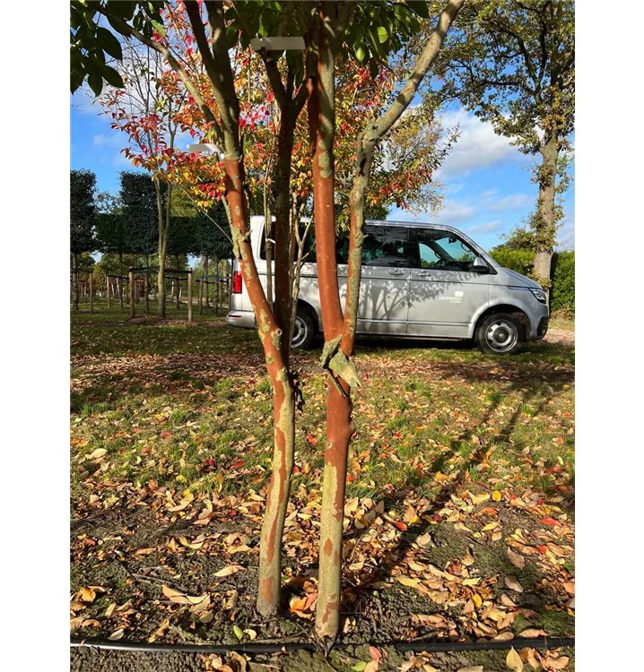 Chinesische Kräuselmyrte - Lagerstroemia indica 'Natchez' - Collection