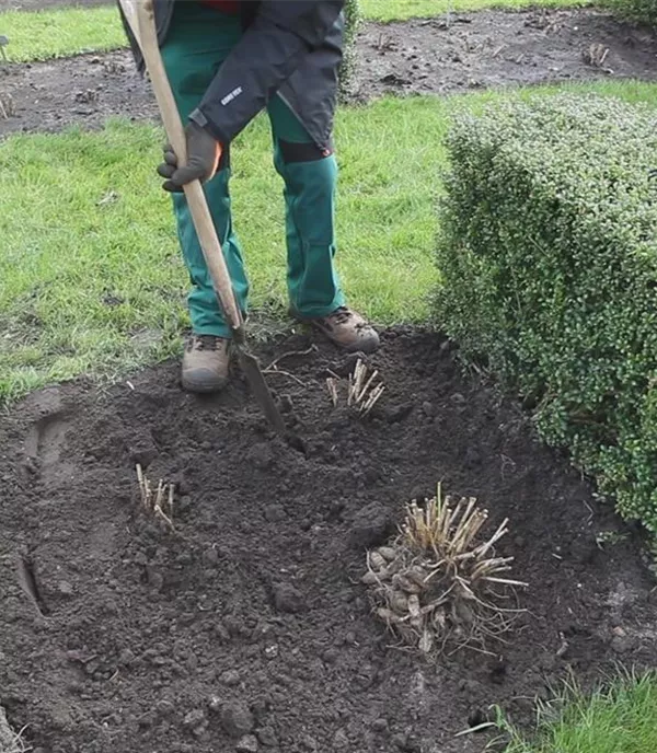 Dahlien - Einpflanzen im Garten