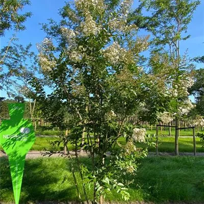 Schirm 5xv mDb 150-200 x 350- 400 - Chinesische Kräuselmyrte - Lagerstroemia indica 'Natchez' - Collection