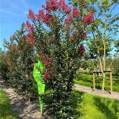 Sol 3xv mDb 200- 250 - Chinesische Kräuselmyrte - Lagerstroemia indica 'Tuscarora' - Collection