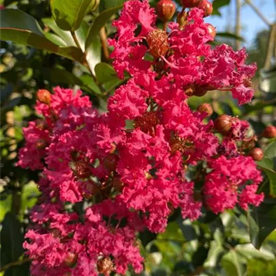 Sol 3xv mDb 200- 250 - Chinesische Kräuselmyrte - Lagerstroemia indica 'Tuscarora' - Collection