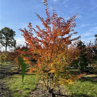 Sol 3xv mDb 250- 300 - Chinesische Kräuselmyrte - Lagerstroemia indica 'Tuscarora' - Collection