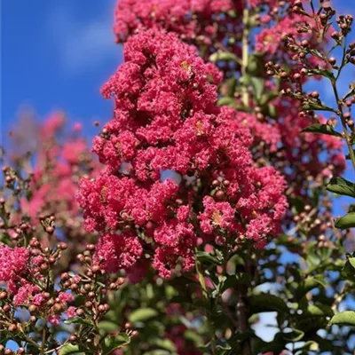 Schirm 5xv mDb 150-200 x 250- 300 - Chinesische Kräuselmyrte - Lagerstroemia indica 'Tuscarora' - Collection